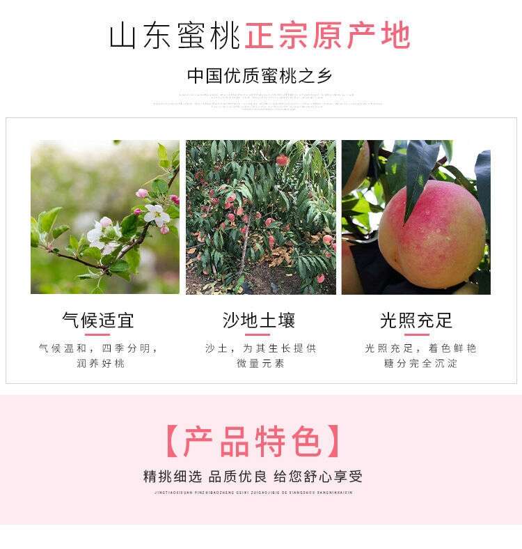 【晚熟秋桃！甜度高】山东金秋红蜜桃现摘现发头茬果