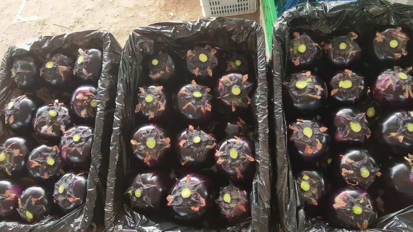 莘县大棚园茄，电商货、食堂货，精品商超货齐全