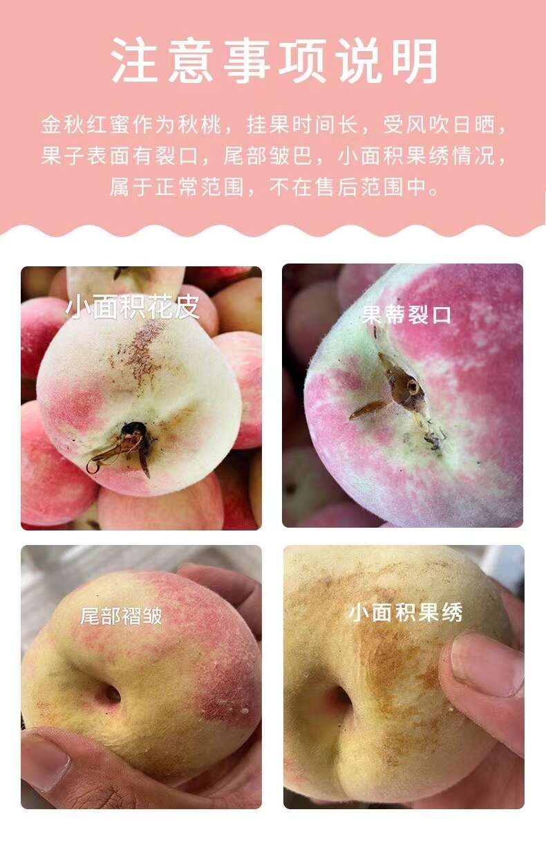 【晚熟秋桃！甜度高】山东金秋红蜜桃现摘现发头茬果