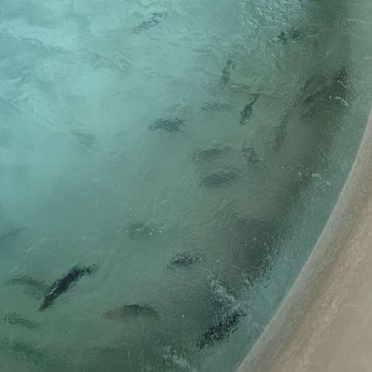 宜昌清水罗非鱼