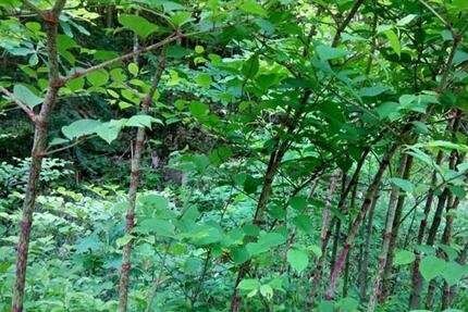 方城县虎杖根正品河南南阳产地直发优质中药材