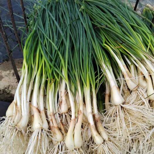 遂川县荞头，荞苗，新苗