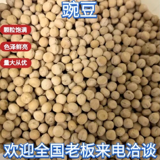 俄罗斯饲料豌豆，3200元/吨。天津现货。