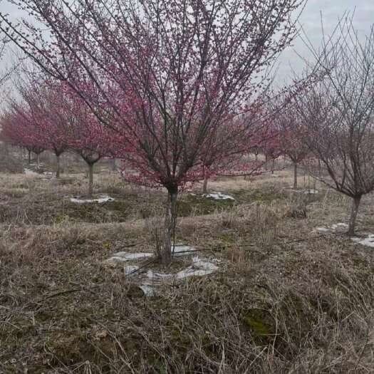 沭阳县地径10公分红梅