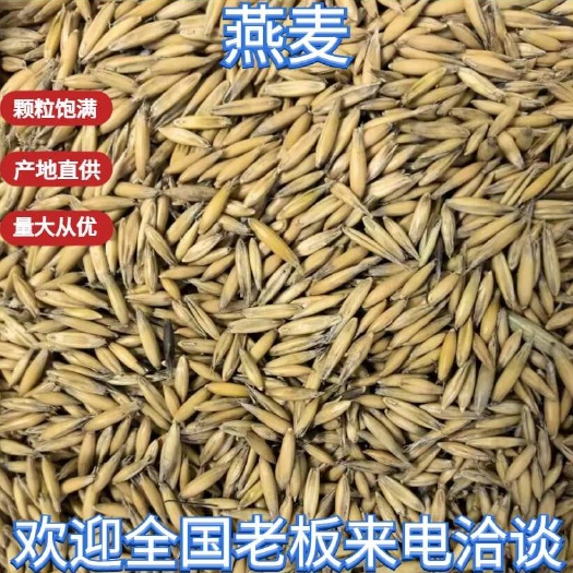 俄罗斯皮燕麦，2100元/吨，天津现货。