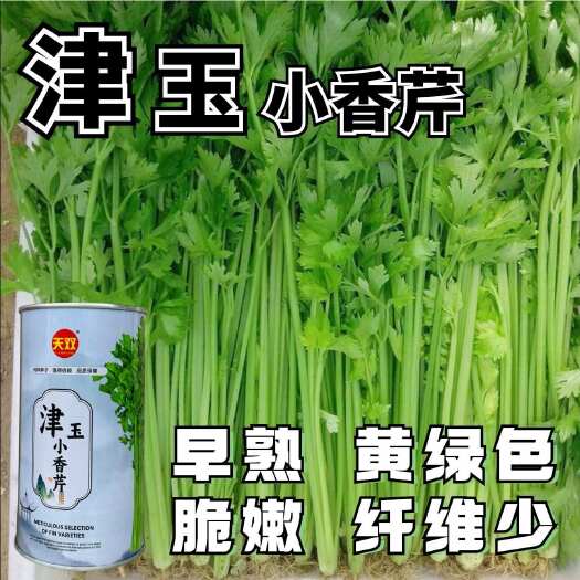 宿迁津玉小香芹芹菜种子早熟小香芹种子