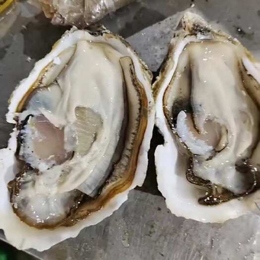 西安陕西批发生蚝一手货源