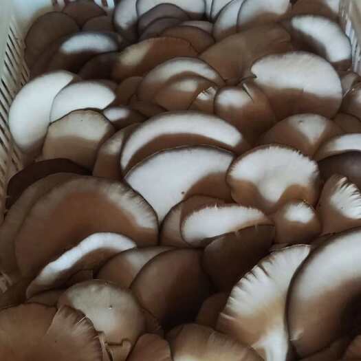 平菇