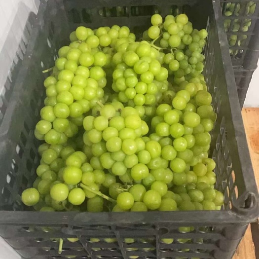 邯郸加工厂榨汁阳光玫瑰