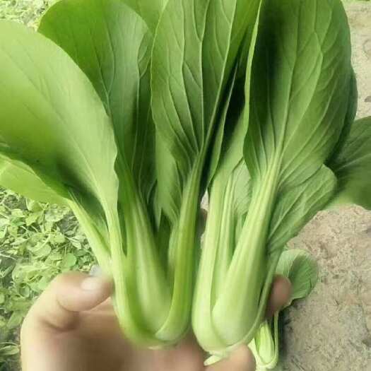 商丘上海青  常年供应，不断货，质量有保障，寻找长期合作伙伴