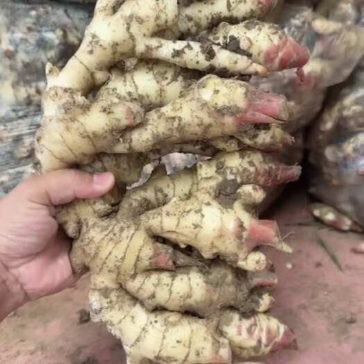 沂水县山东红牙鲜姜红牙二姜产地代存代收
