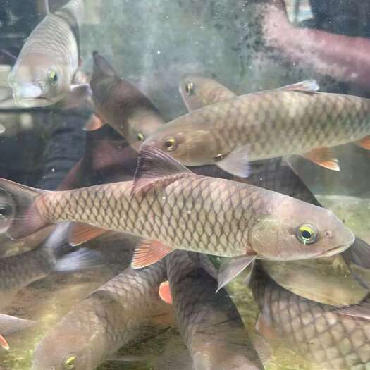 清远光倒刺鲃鱼苗 广东清远发货 水产养殖专用健壮鱼苗