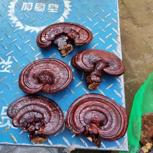 冠县红灵芝 紫灵芝 赤灵芝电商产品一手货源