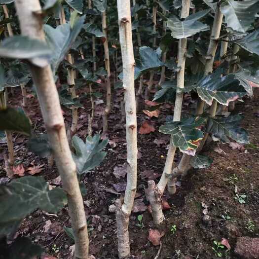 临沂黄金山楂苗
