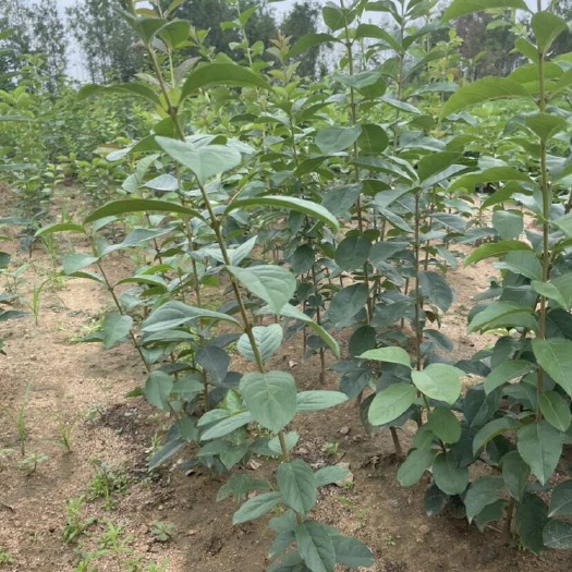 临沂0.7-15公分流苏树