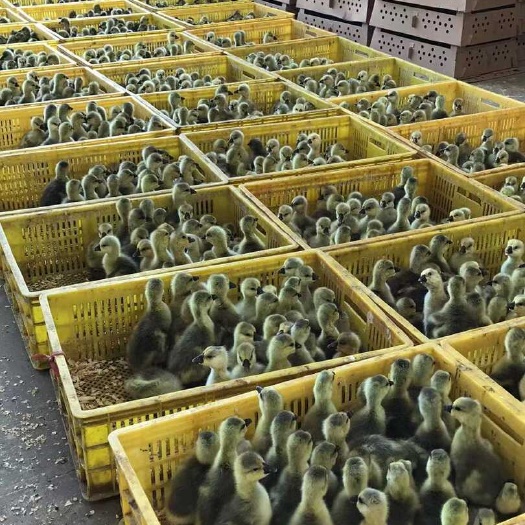长沙 白鹅苗 灰鹅苗 三花鹅苗 马岗鹅苗 狮头鹅苗  脱温鹅苗