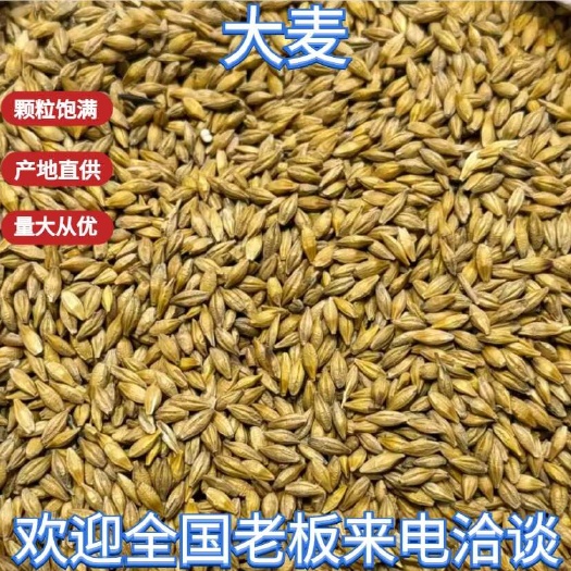 天津俄罗斯大麦2100元/吨，天津现货。