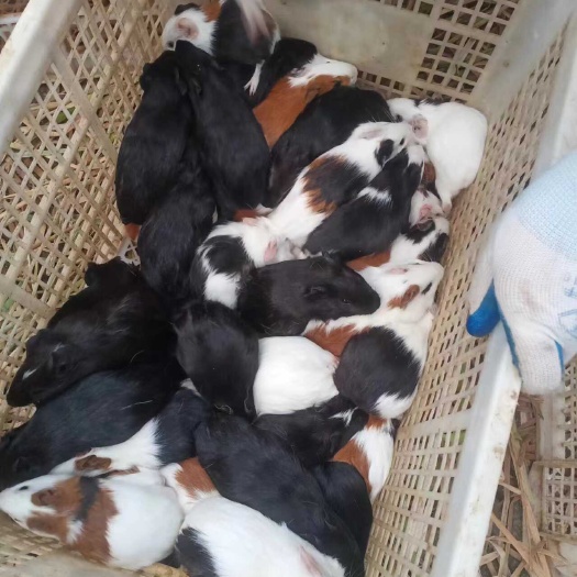 宾阳县大量收购 提供荷兰猪  豚鼠 种苗   有需要联系