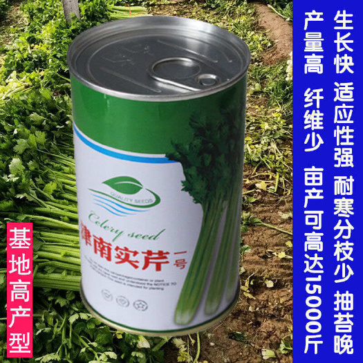 宿迁津南实芹一号芹菜种子实心芹菜种子