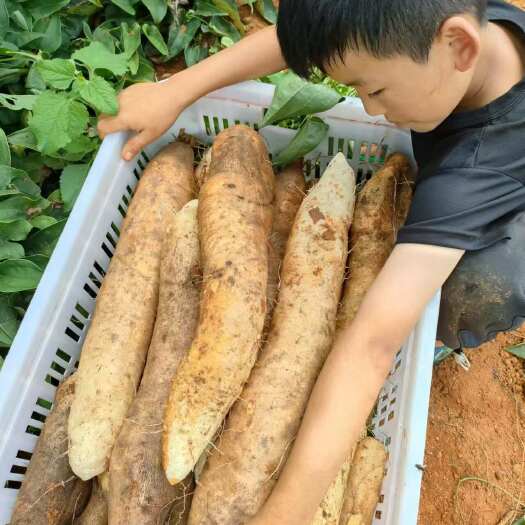 砚山县新鲜云南白山药来自文山壮族苗族自治州现挖现发天然健康食材