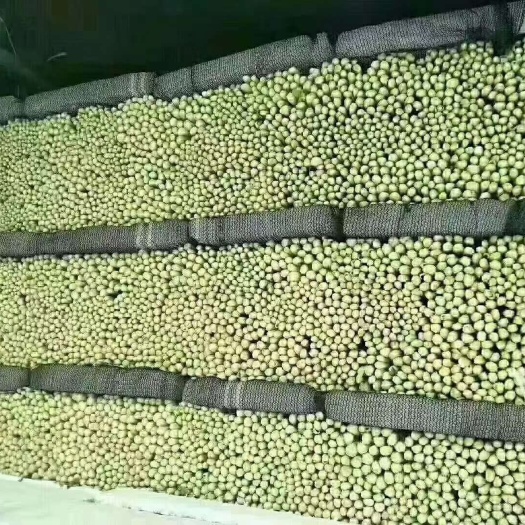 精品芹菜，产地直发可代发各大市场，商超学校食堂，质量有保证