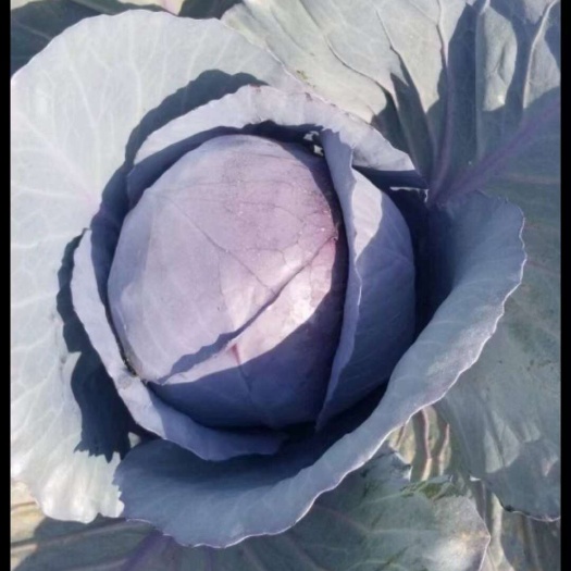 精品紫甘蓝，产地直发大量供应各种蔬菜品种齐全质量有保证