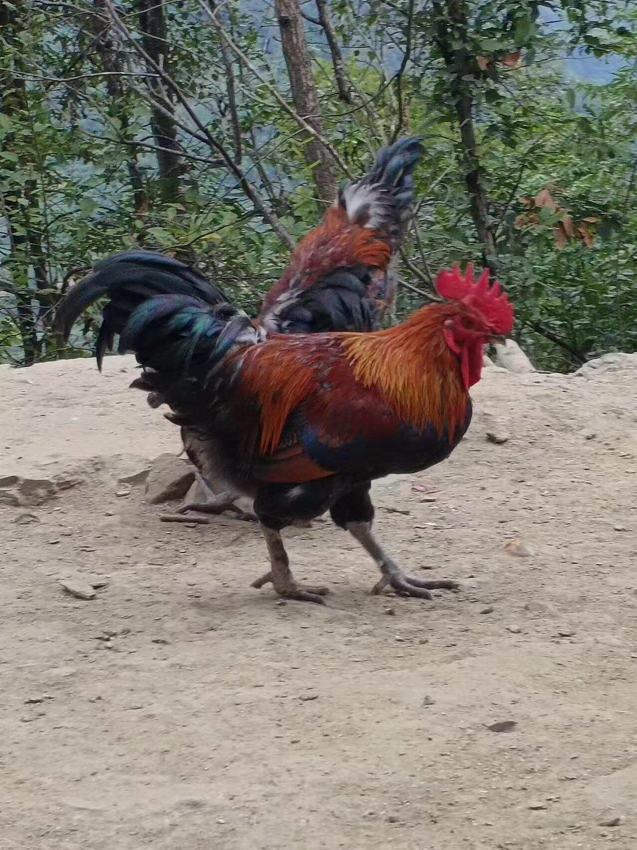 在大山里养殖什么好(山里面养殖什么比较合适)