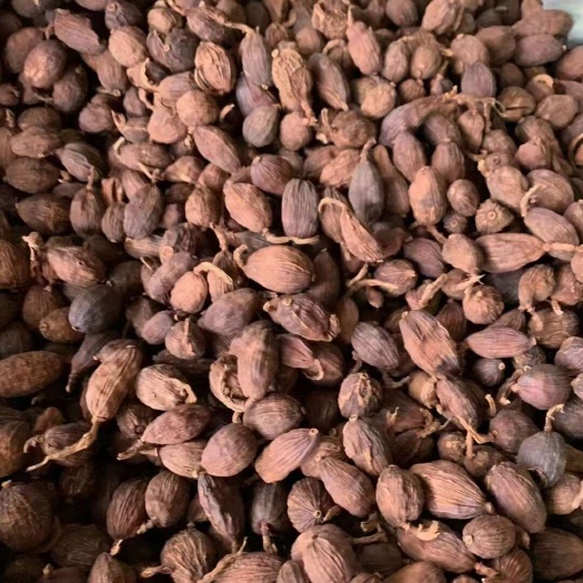麻栗坡县草果