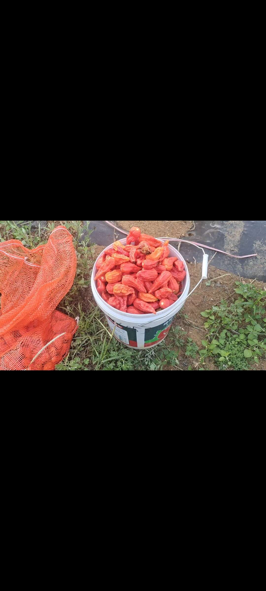 中国工业辣椒现状(工业辣椒简介)