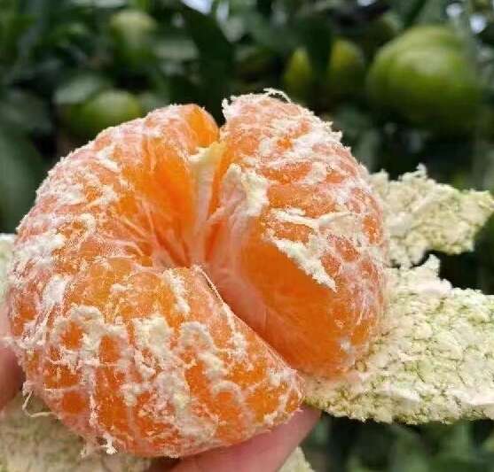 资中蜜桔 大量上市，产地直销，价格优惠品质到位