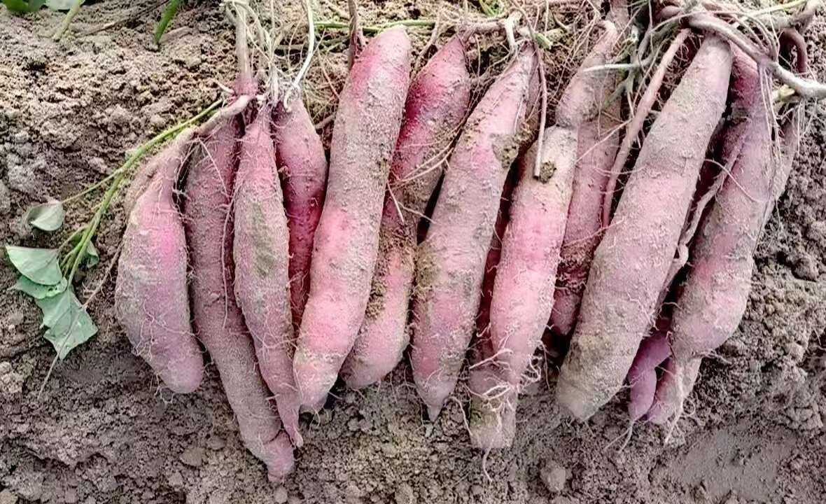 陕西【临潼北田板粟红薯】2025新鲜红薯甜而不腻