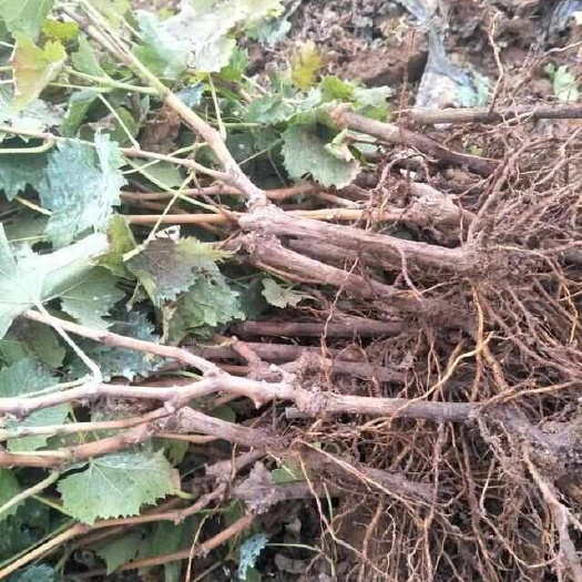 平邑县葡萄树苗基地直发 包品质  现挖现发