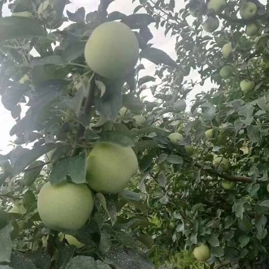 青岛青森明月苹果