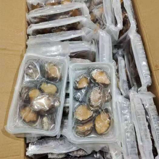东山县鲍鱼冷冻品商用鲍鱼肉商用带壳活冻鲍鱼批发捞汁专用