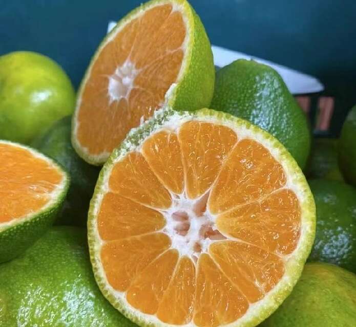 资中蜜桔 大量上市，产地直销，价格优惠品质到位