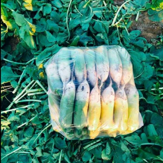 長(zhǎng)沙精品青蘿卜，水果蘿卜，一手貨源，質(zhì)量牛