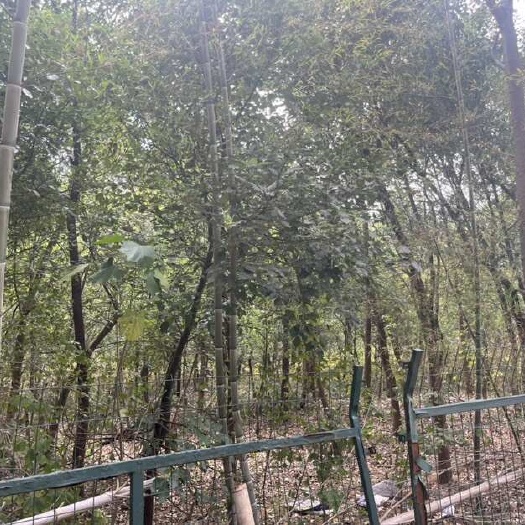 赤壁市樟树15厘米直径，总数1000棵