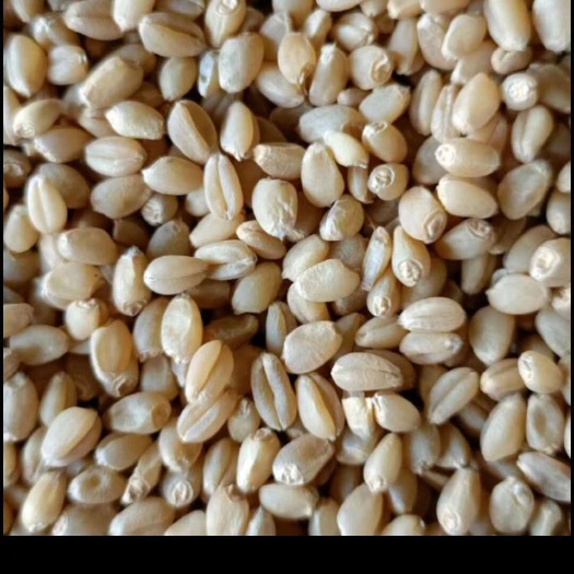 小麦