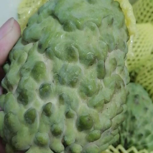 释迦果