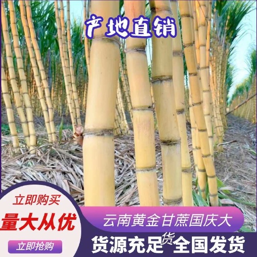 景谷县【热卖】云南黄皮甘蔗基地直发品质保障现货大量供应黄金甘蔗批发