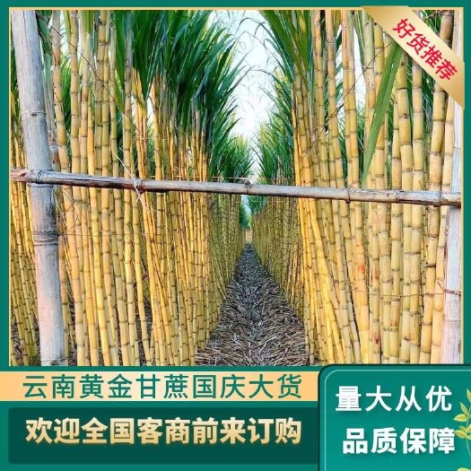 【2024年新货】云南黄金甘蔗脆皮中段超甜黄皮甘蔗量大批发