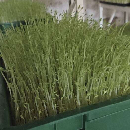 滕州市新鲜豌豆苗直供山东枣庄滕州发货优质蔬菜批发