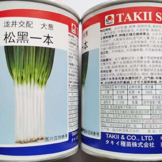 济南松黑一本 钢葱种子