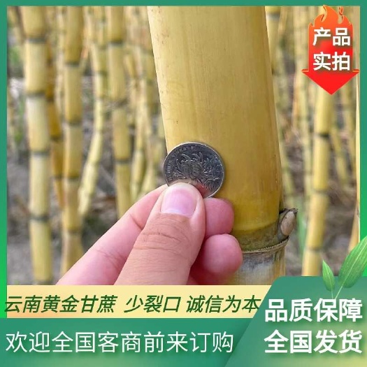 云南特产黄金甘蔗产地现砍脆甜新鲜水果当季批发黄皮甘蔗自产自销