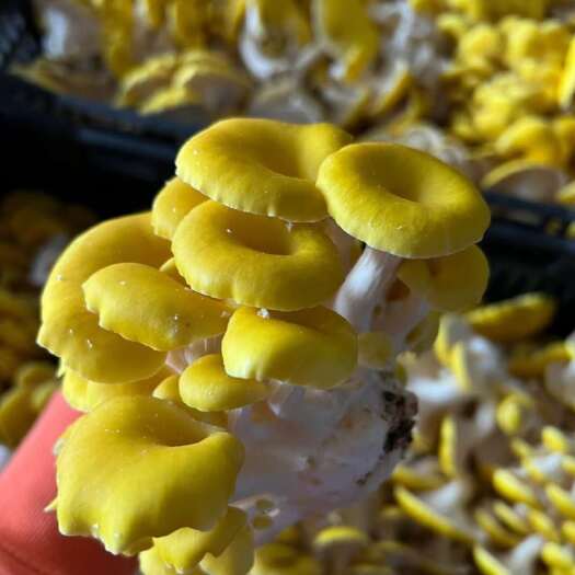 通江县新鲜鸡油菌产地直发四川省巴中市通江生态食用菌批发零售