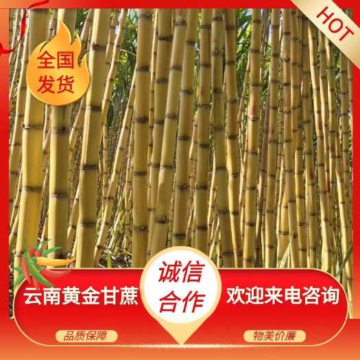 景谷县【黄金甘蔗热卖】云南黄金甘蔗新鲜水果2024年现货批发