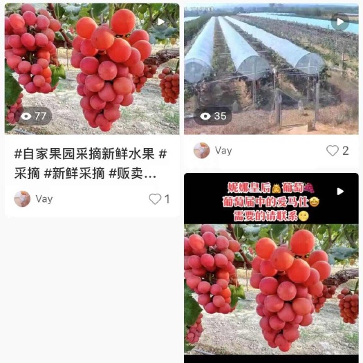 澄城县妮娜皇后葡萄