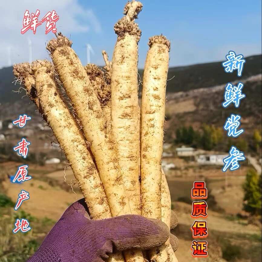 24年岷县产鲜白条党参 特大条 营养价值高 产地直发假一赔十
