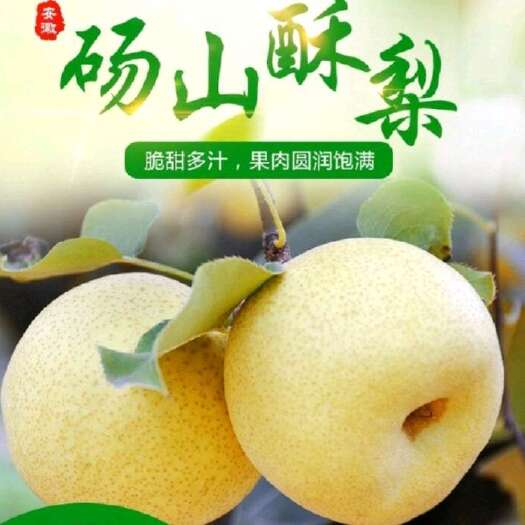 砀山县【砀山酥梨天下知】口感酥脆,甜度爆表！欢迎全国客商前来采购！