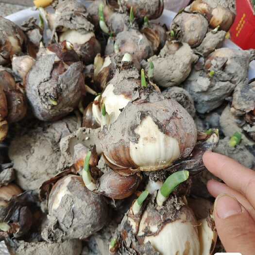 漳州春节漳州水仙花种球室内耐寒懒人水培植物年宵花盆栽花王好养活香